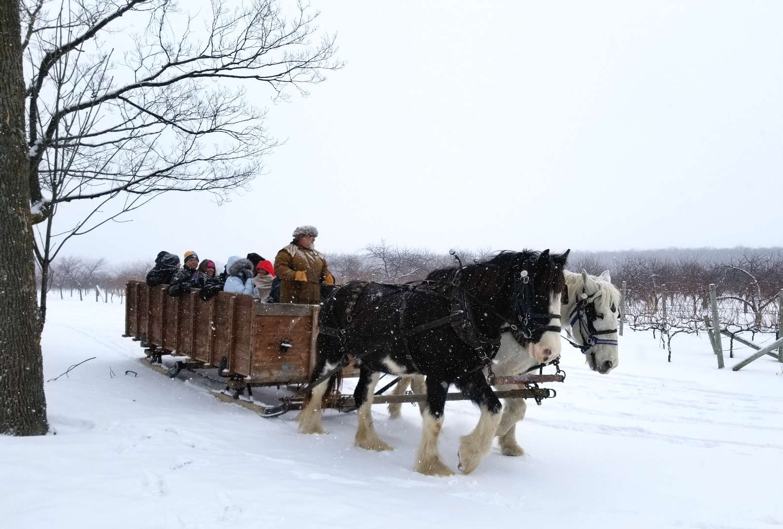 sleigh ride in an orchard